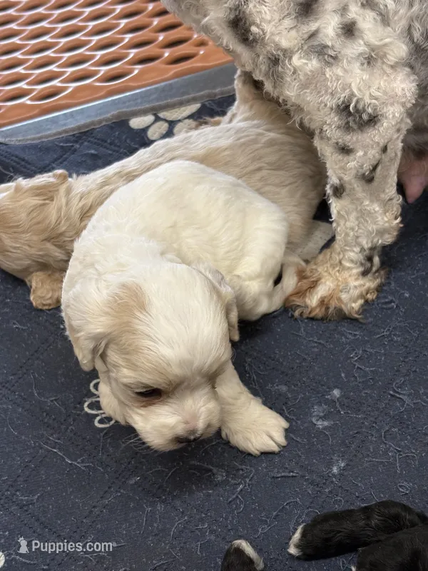 Grover – Cockapoo puppy for sale in Tippecanoe, IN