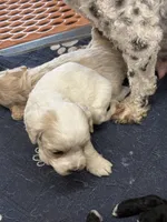 Grover, a male Cockapoo for sale in Tippecanoe, IN – Photo 1 of 3