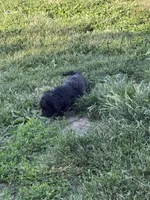 Jasper, a male Cockapoo for sale in Tippecanoe, IN – 2 of 3