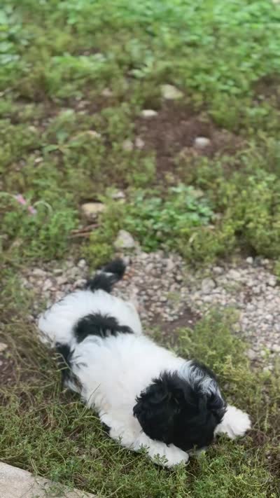 Sherry, a female Cockapoo for sale in Tippecanoe, IN – 2 of 2