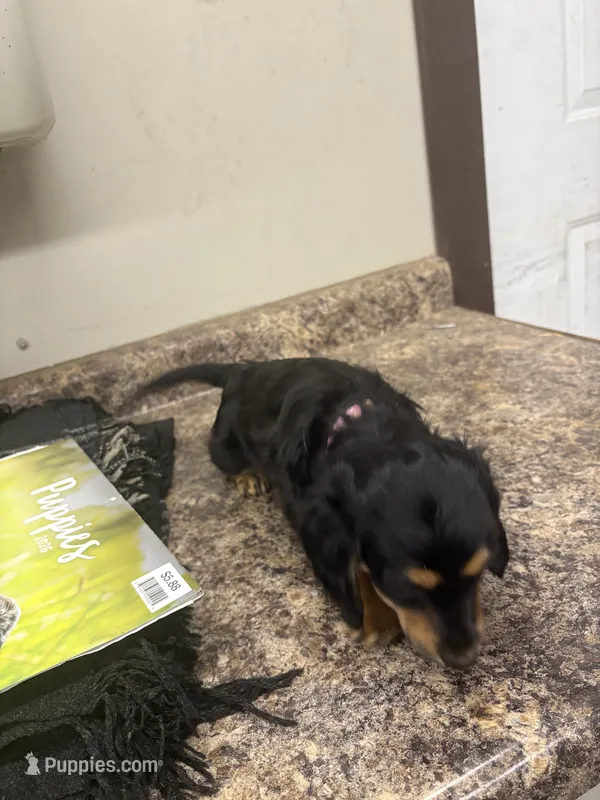 Sue – Dachshund puppy for sale in Tippecanoe, IN