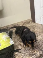 Sue, a female Dachshund for sale in Tippecanoe, IN – 1 of 3