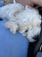 Trevor, a male Cockapoo for sale in Tippecanoe, IN – 3 of 3