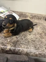 Harry , a male Dachshund for sale in Tippecanoe, IN – 3 of 3
