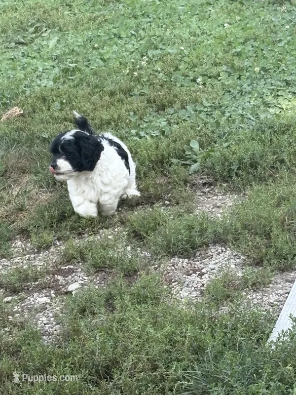 Sherry – Cockapoo puppy on hold in Tippecanoe, IN