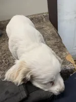 Jeffry, a male Cockapoo for sale in Tippecanoe, IN – Photo 2 of 3