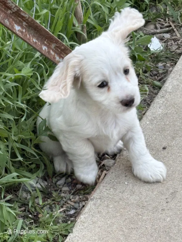 Jeffry – Cockapoo puppy for sale in Tippecanoe, IN
