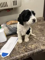 Robert, a male Cockapoo for sale in Tippecanoe, IN – Photo 2 of 2