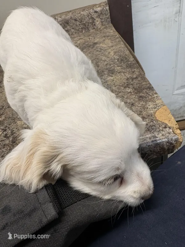 Jeffry – Cockapoo puppy for sale in Tippecanoe, IN