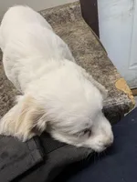 Jeffry, a male Cockapoo for sale in Tippecanoe, IN – Photo 1 of 3