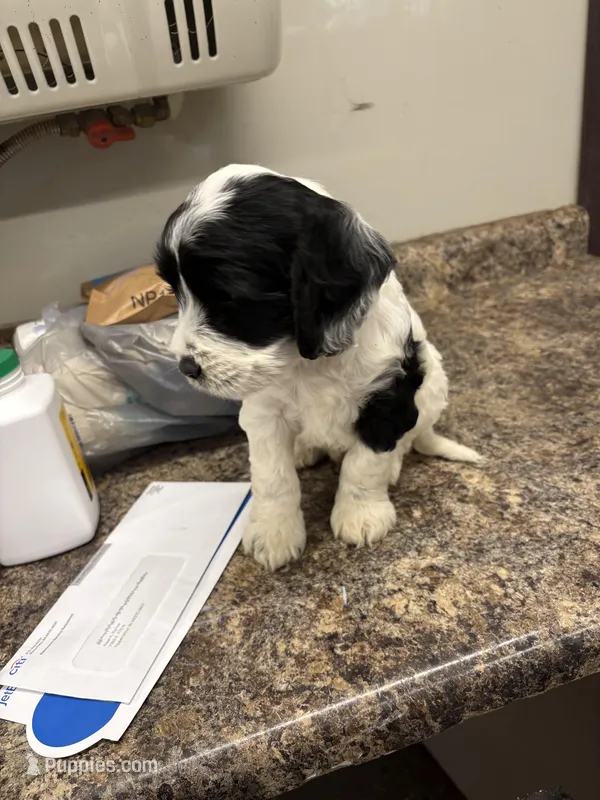Robert, a male Cockapoo for sale in Tippecanoe, IN – Photo 1 of 2