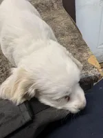 Jeffry, a male Cockapoo for sale in Tippecanoe, IN – Photo 3 of 3