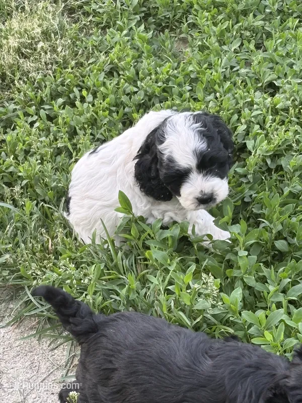 Jimmy  – Cockapoo puppy for sale in Tippecanoe, IN
