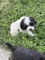Jimmy , a male Cockapoo for sale in Tippecanoe, IN – 1 of 3