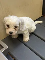 Carrie, a female Cockapoo for sale in Tippecanoe, IN – 2 of 2