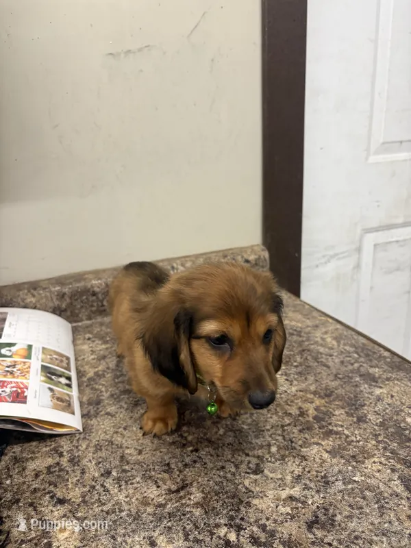 Henry  – Dachshund puppy for sale in Tippecanoe, IN