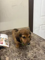 Henry , a male Dachshund for sale in Tippecanoe, IN – 1 of 3