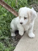 Trevor, a male Cockapoo for sale in Tippecanoe, IN – 2 of 3