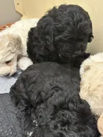 Tammy, a female Cockapoo for sale in Tippecanoe, IN – 2 of 2