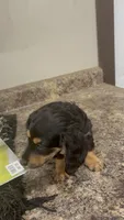 Sue, a female Dachshund for sale in Tippecanoe, IN – 3 of 3