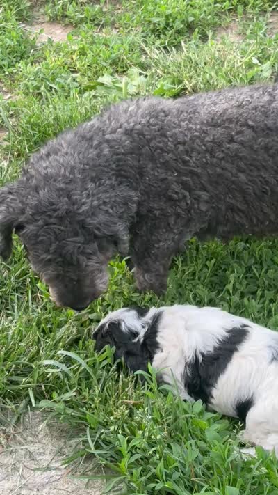 Jimmy , a male Cockapoo for sale in Tippecanoe, IN – 3 of 3