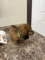 Henry , a male Dachshund for sale in Tippecanoe, IN – 2 of 3