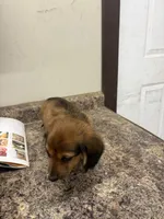 Henry , a male Dachshund for sale in Tippecanoe, IN – 3 of 3