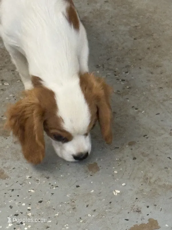 Grover – Cavalier King Charles Spaniel puppy for sale in Tippecanoe, IN