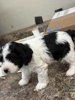 Tucker , a male Cockapoo for sale in Tippecanoe, IN – Photo 1 of 3