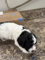 Tucker , a male Cockapoo for sale in Tippecanoe, IN – Photo 3 of 3