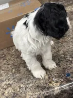 Tucker , a male Cockapoo for sale in Tippecanoe, IN – Photo 2 of 3