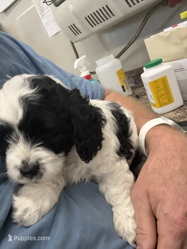 Jimmy  – Cockapoo puppy for sale in Tippecanoe, IN
