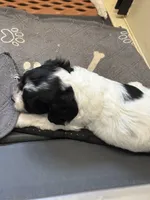 Candy, a female Cockapoo for sale in Tippecanoe, IN – 2 of 2