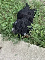 Tucker , a male Cockapoo for sale in Tippecanoe, IN – 2 of 2