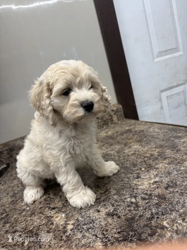 Trevor – Cockapoo puppy on hold in Tippecanoe, IN