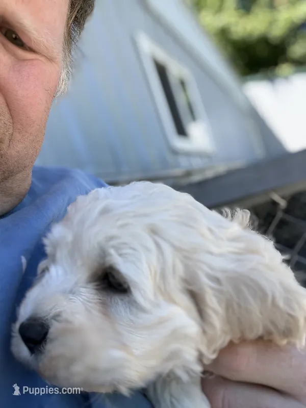 Trevor – Cockapoo puppy for sale in Tippecanoe, IN