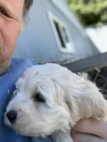 Trevor, a male Cockapoo for sale in Tippecanoe, IN – 1 of 3