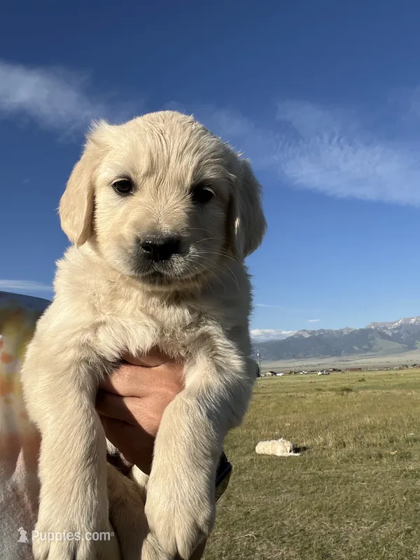 Purple – English Cream Golden Retriever puppy for sale in Ennis, MT