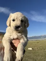 Purple, a female English Cream Golden Retriever for sale in Ennis, MT – 2 of 3
