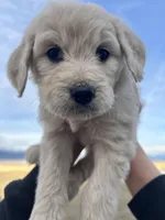 Princess- purple, a female Goldendoodle for sale in Ennis, MT – Photo 2 of 3