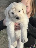 Princess- purple, a female Goldendoodle for sale in Ennis, MT – Photo 3 of 3