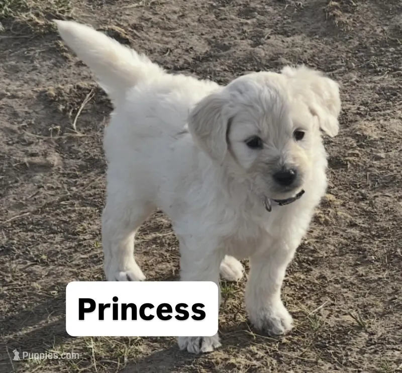 Princess- purple – Goldendoodle puppy for sale in Ennis, MT