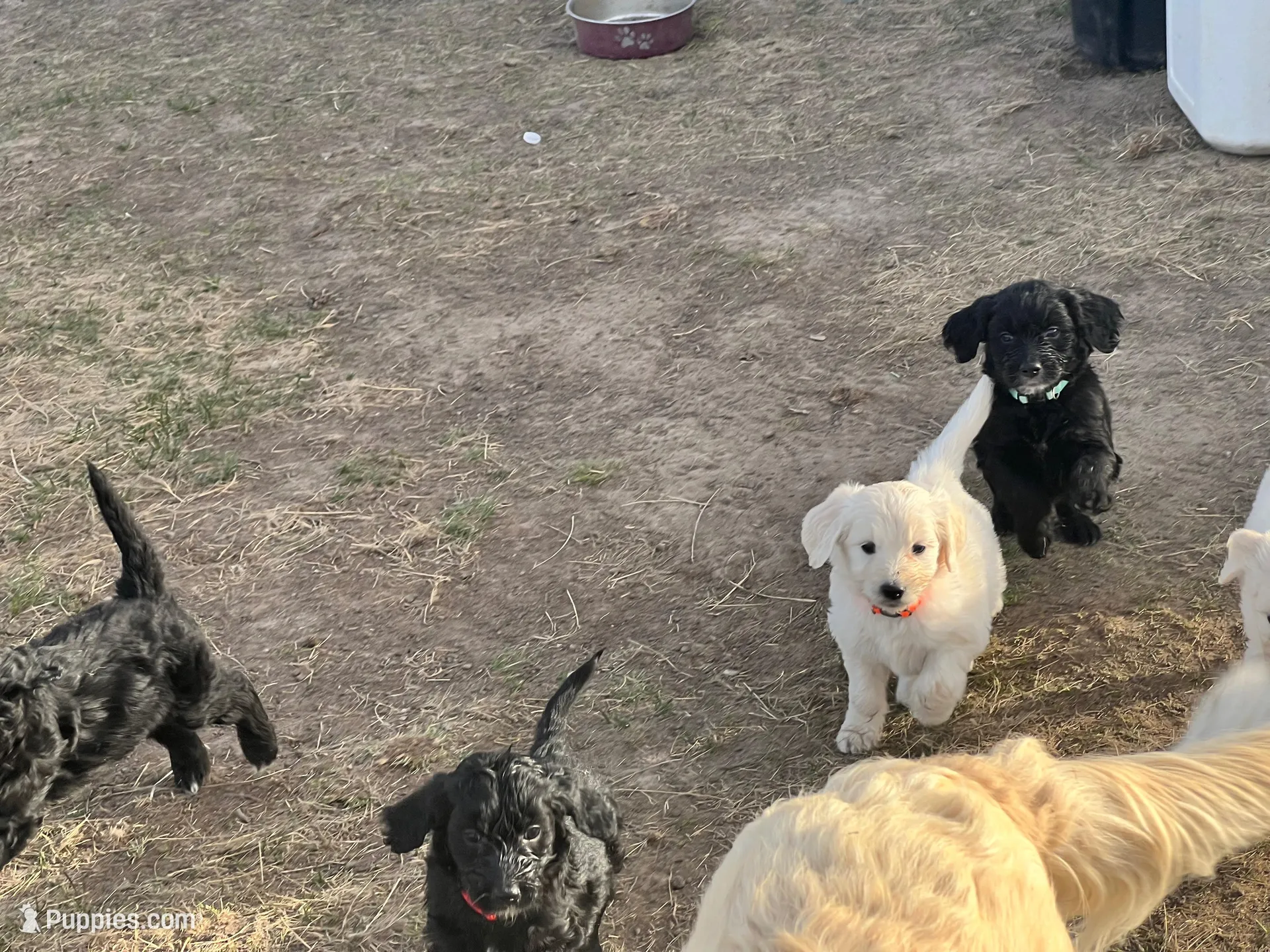 Topaz- blue , a male Goldendoodle for sale in Ennis, MT – Photo 3 of 3