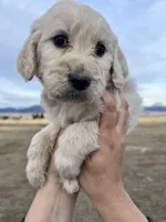 Sunshine-yellow, a male Goldendoodle for sale in Ennis, MT – Photo 3 of 4
