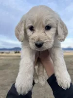 Sunshine-yellow, a male Goldendoodle for sale in Ennis, MT – Photo 1 of 4
