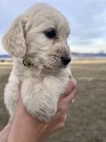 Sunshine-yellow, a male Goldendoodle for sale in Ennis, MT – Photo 2 of 4