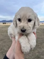 Sunshine-yellow, a male Goldendoodle for sale in Ennis, MT – Photo 4 of 4