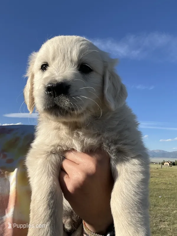 Blue – English Cream Golden Retriever puppy for sale in Ennis, MT