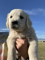Blue, a male English Cream Golden Retriever for sale in Ennis, MT – 1 of 2
