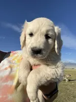 Brown, a male English Cream Golden Retriever for sale in Ennis, MT – 2 of 3